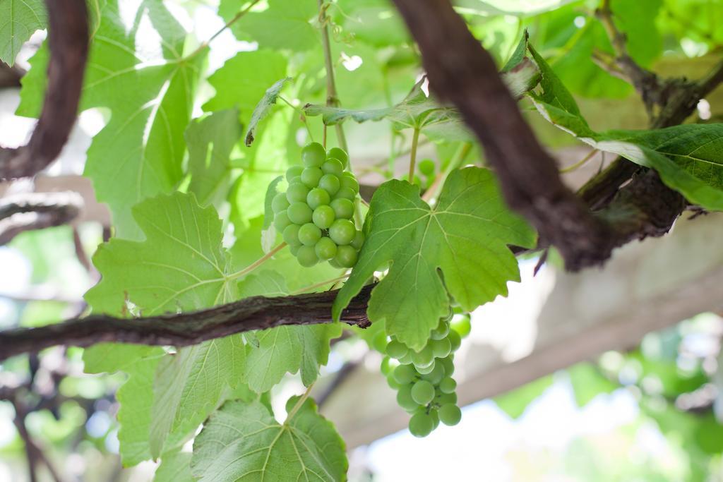 The Vineyard On Баллито Экстерьер фото